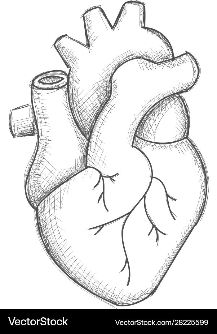 Heart Drawing